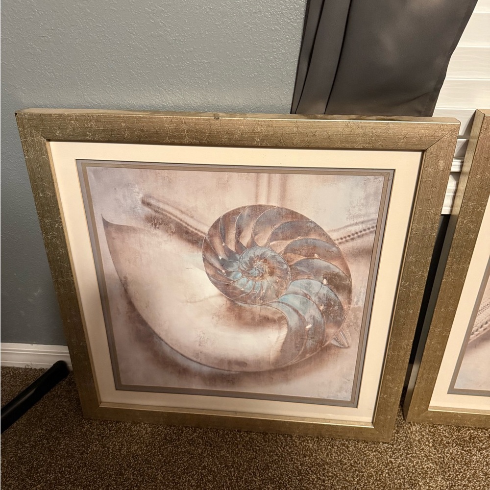 Framed Nautilus Shell Art